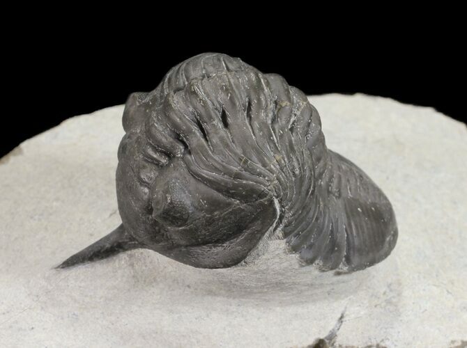 Arched Morocconites Trilobite - Ofaten, Morocco #54404